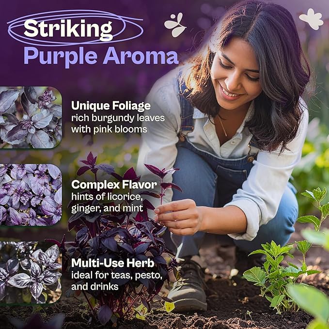SVI 600 Dark Opal Basil Seeds (Ocimum basilicum) – Purple Sweet Basil Seed Packets –Non GMO Heirloom Herb Seeds, Aromatic Natural Herbs for Containers, Outdoor & Indoor Herb Garden