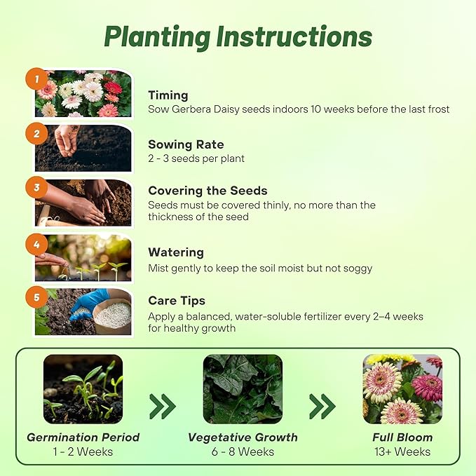 Outsidepride Strawberry Twist Mix Gerbera Seeds - 10 Pcs Perennial, Compact & Low Maintenance, Flower Seeds for Planting w/Semi-Double Blooms, Ideal for Garden Landscaping & Cut Flower Arrangements
