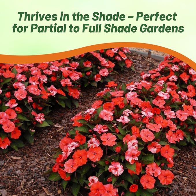 Outsidepride New Guinea Orange Sweet Impatiens Seeds - 50pcs High-Density, Annual Flower Seeds for Planting Outdoors for Large Packs, Patio Containers, Hanging Baskets & Small Pots (AAS Winner)