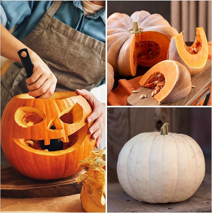Seed Needs Pumpkin Seeds for Planting a Collection of Non-GMO Heirloom & Untreated Cucurbitas - Blue Jarrahdale, Casper White, Jack Be Little, Baby Boo, Fairytale & Jack O Lantern