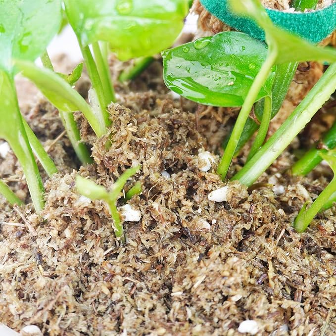 2QT Pothos Soil, Ideal Soilless Potting Soil Mix for All Indoor Plants that Require Constant Humidity and Fast Drainage