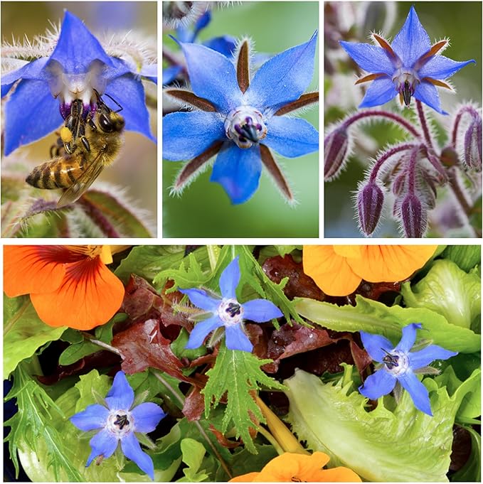 Seed Needs Borage Seeds for Planting Blue and White Star Flowers - Non-GMO Heirloom & Untreated Garden Seed to Plant an Indoor/Outdoor Garden - Attracts Pollinators (Collection of 2 Packets)