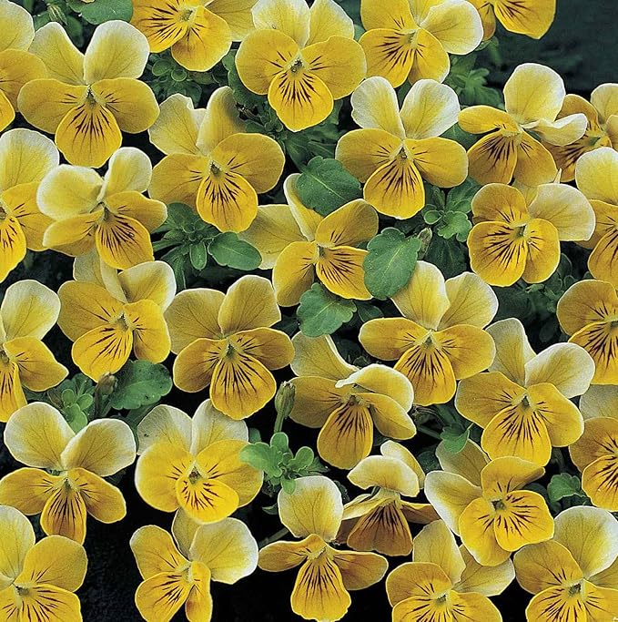 Outsidepride Miniola Heart Gold Violet Seeds for Planting - 100 Pcs Annual, Compact & Pollinator Friendly Viola Flower Seeds with Gold Blooms, Ideal for Garden Borders & Container Displays