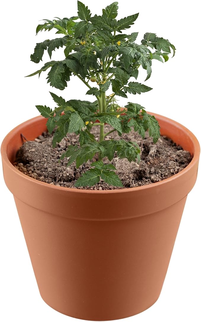 Premium Compost and Manure Bundle: Ideal Compost Starter and Vegetable Fertilizer for a Thriving Outdoor Vegetable Garden - Boosts Soil Quality! 4 Quarts