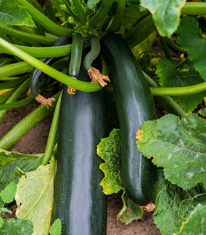 25 Organic Black Beauty Zucchini Summer Squash Seeds for planting. Non GMO and Heirloom. 3 grams of seeds. Garden Vegetable Survival