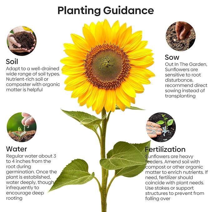 Groundio Mammoth Sunflower Seeds to Plant, 1 Ounce Packet 300+ Seeds, 6-12 FT Giant Sunflower, Non-GMO, Heirloom, High Germination, Grown in the USA