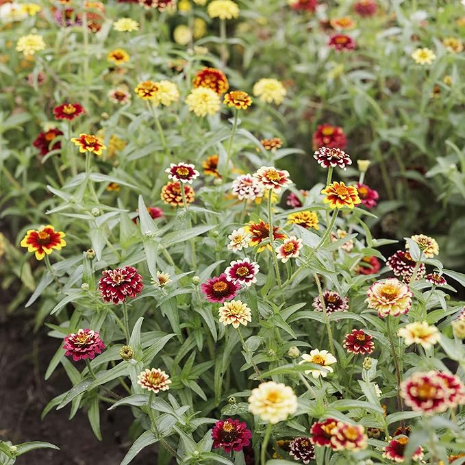 Eden Brothers Zinnia Seeds - Jazzy Mix