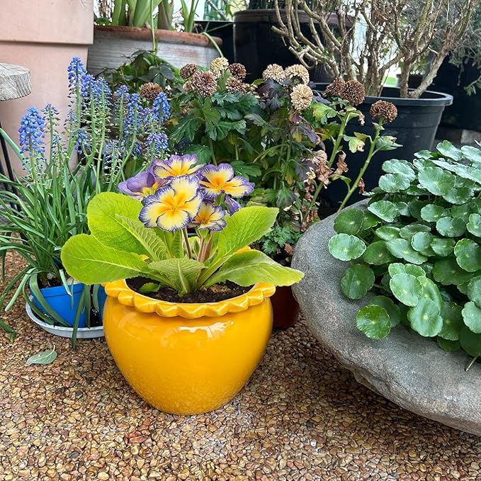 8in Self Watering Terracotta Planter - Yellow Ceramic Pot Maintenance Plant Seeder Planter for Indoor Plants African Violet