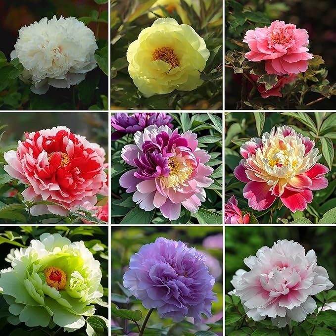 Mix Peony Seeds for Planting, 100+pcs Rare Perennial Peony Flower Seeds Plants, Non-GMO Heirloom Attracts Pollinators Blooms Flowers Plants for Home Garden Outdoors