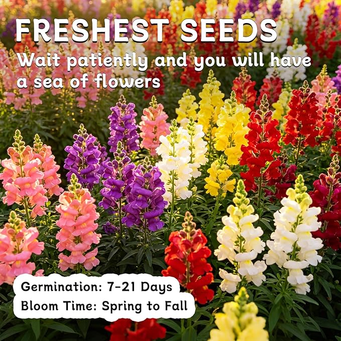 LUOJIBIE Snapdragon Seeds, 50,000+ Tetra Mix Snapdragon Seeds for Planting (Antirrhinum Majus) Fairy Bouquet Blend, Non-GMO Heirloom Annual Flower Garden Seeds Bulk for Outdoor & Indoor