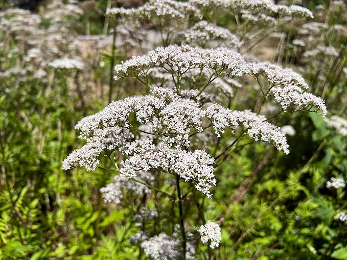 TKE Farms & Gardens - Valerian Seeds for Planting, 500+ Non-GMO Heirloom Medicinal Herb Seeds, Thrives in Gardens or Containers, Easy to Follow Instructions Included, Valeriana officinalis, Qty 1