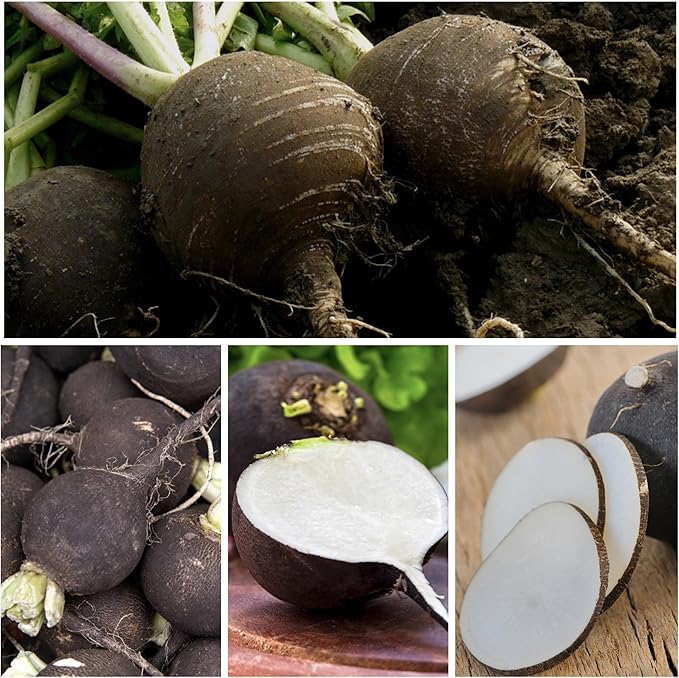 Seed Needs Radish Seeds for Planting Black Spanish Radishes - Non-GMO, Heirloom & Untreated - Grow a Home Grown Vegetable Garden - Cool Weather Crops (5 Packs)