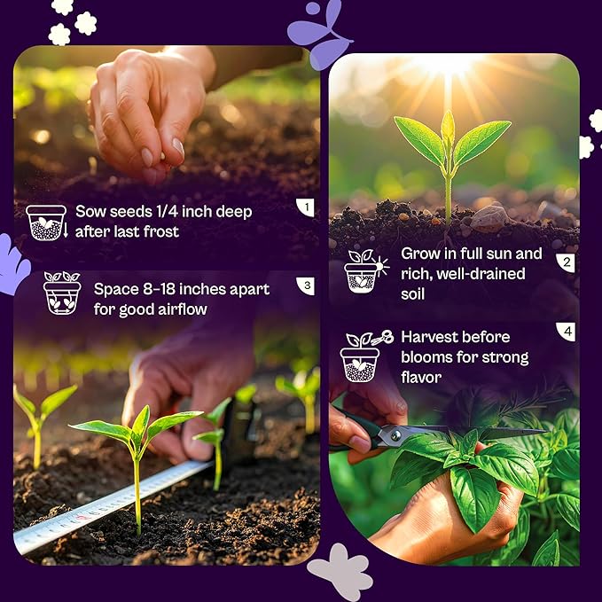 SVI 600 Dark Opal Basil Seeds (Ocimum basilicum) – Purple Sweet Basil Seed Packets –Non GMO Heirloom Herb Seeds, Aromatic Natural Herbs for Containers, Outdoor & Indoor Herb Garden