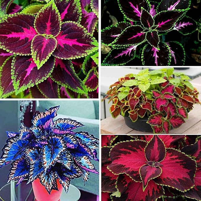 Rainbow Coleus Seeds for Planting 120PCS– Bright Multicolor Leaf Plant for Home & Garden Decoration | Fast Growing Shade Plant | Unique Gift for Garden Lovers & Holiday Present | Easy Germination