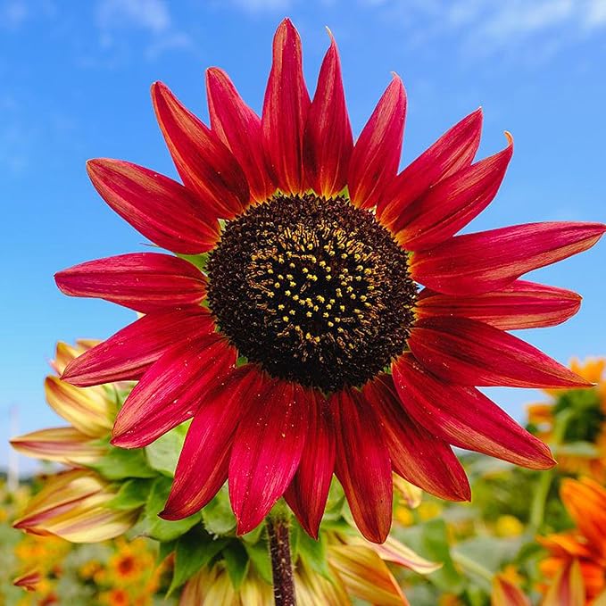 Mix Sunflower Seeds for Planting, 100+pcs Rare Perennial Sunflower Flower Seeds, Non-GMO Heirloom Beauty Flowers Attracts Pollinators for Home Garden Outdoors