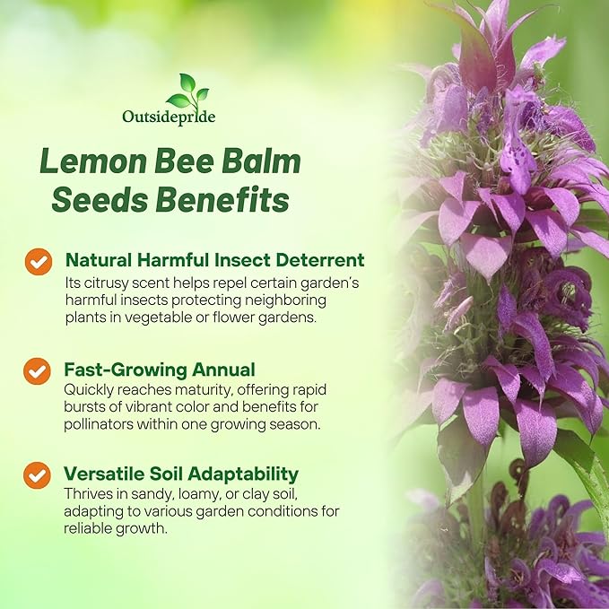Outsidepride Lemon Bee Balm Seeds - 1 lb. Annual, Easy to Grow & Pollinator Friendly Monarda Citriodora Flower Seeds for Planting Fragrant Lavender Pink Blooms, Ideal for Teas & Potpourri