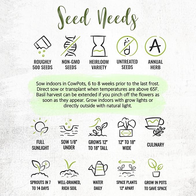 Seed Needs Genovese Basil/Lemon Basil Seeds for Planting Fresh Kitchen Herbs - Non-GMO Heirloom & Untreated Annual Herb Seed to Plant a Culinary Garden Indoors or Outdoors