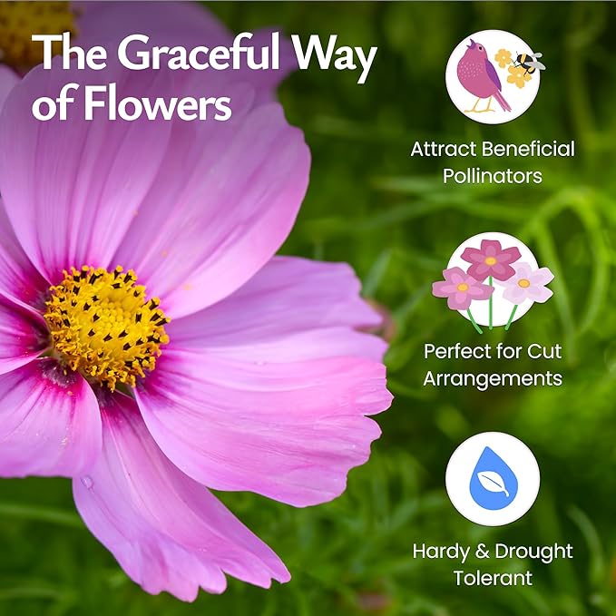 Created By Nature, Cosmos Seeds, Sensation Mix, Pink, Purple, and White Wildflower Seed Mix, 4,500 Annual Flower Seeds, Covers Up to 275 sq. ft. (Cosmos bipinnatus)