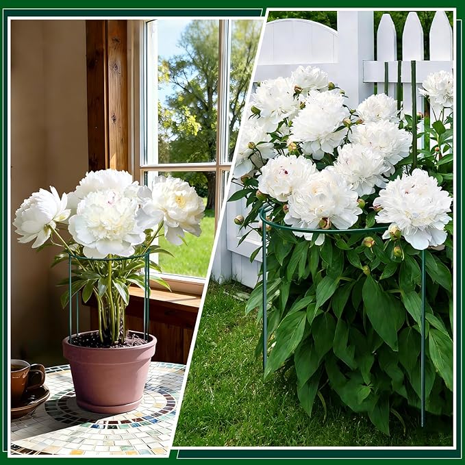 8 Pack Peony Cages and Supports, 10" W x 16" H Plant Support Plant Stakes, Grow Through Plant Supports for Outdoor Plants, Plant Brace Flower Support Rings Hoops for Vegetables,Rose,Tomato,Orchids