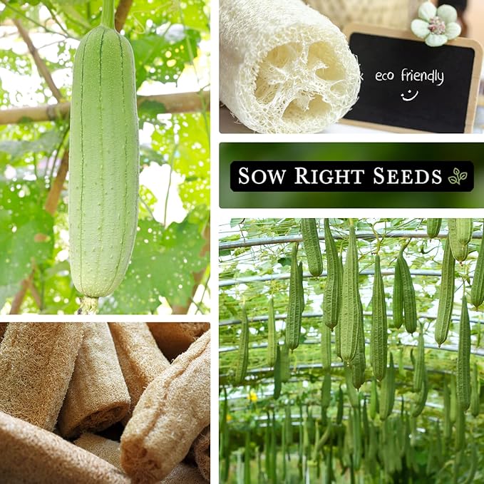 Sow Right Seeds - Luffa Gourd Seed for Planting - Non-GMO Heirloom Packet with Instructions to Plant a Home Vegetable Garden - Grow Your Own Loofah Sponge at Home - Show Off Unique Gourds (1)