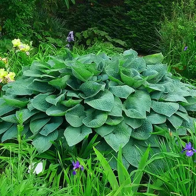 Hosta Seeds for Planting, 290+pcs Rare Perennial Hosta Flower Seeds Plants, Non-GMO Heirloom Long Blooming Plants Shaded Entry Pathway Rare Flowers for Garden Outdoors