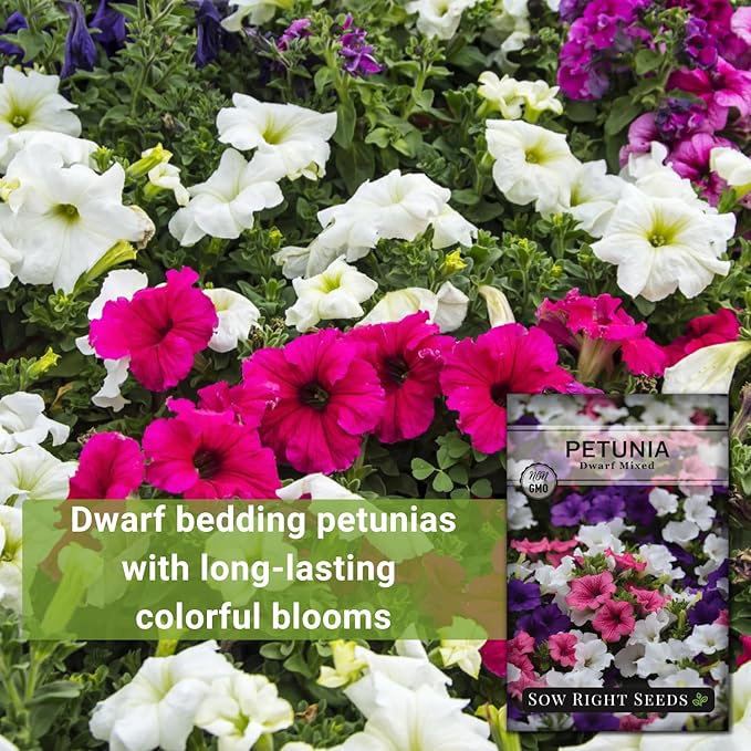 Sow Right Seeds - Dwarf Mixed Petunia Seeds to Plant - Full instructions for Planting and Growing a Flower Garden - Non-GMO Heirloom Seeds - Annual Hanging Basket Flower - Wonderful Gardening Gift (1)