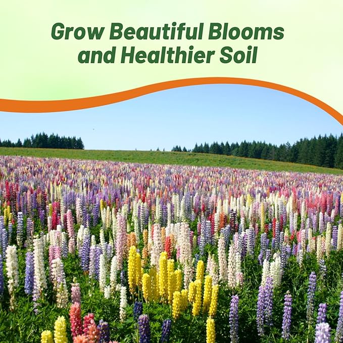 Outsidepride Mixed Russells Lupine Seeds - 5 Lbs. Perennial, Self-Sowing, Cold Hardy & Frost Tolerant Wildflower Seeds for Fall Planting, Ideal for Attracting Pollinators & Hummingbirds