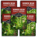 Scarlet Emperor Bean Seeds for Planting - Red Flowering Pole Beans & Ornamental Climbing Vine - Heirloom Non-GMO Pollinator-Friendly Variety for Vegetable Gardens - Survival Garden Seeds (3 Packs)