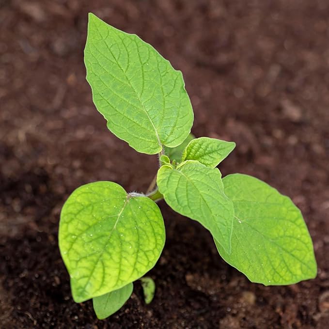 Seed Needs, Ground Cherry Tomatillo Seeds for Planting (Physalis pruinosa) Heirloom, Non-GMO & Untreated (2 Packs)