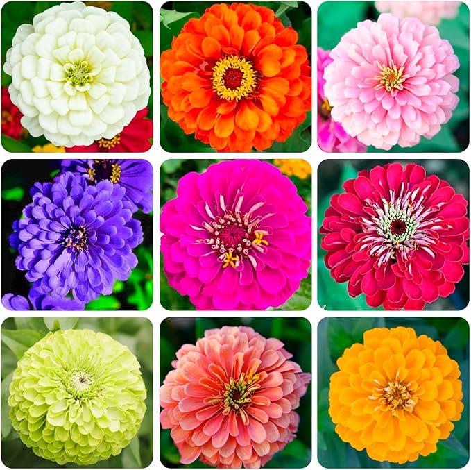 1000+Perennial Zinnia Flower Seeds for Planting Outdoor-Annual Rare Haageana Aztec Sunset Seeds for Garden Home Non-GMO Heirloom