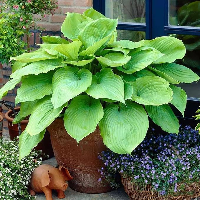 Hosta Seeds for Planting, 297pcs Non-GMO Heirloom Perennial Hosta Flower Seeds, Long Blooming Plants Shaded Entry Pathway Rare Flowers Beauty Home Garden for Outdoors