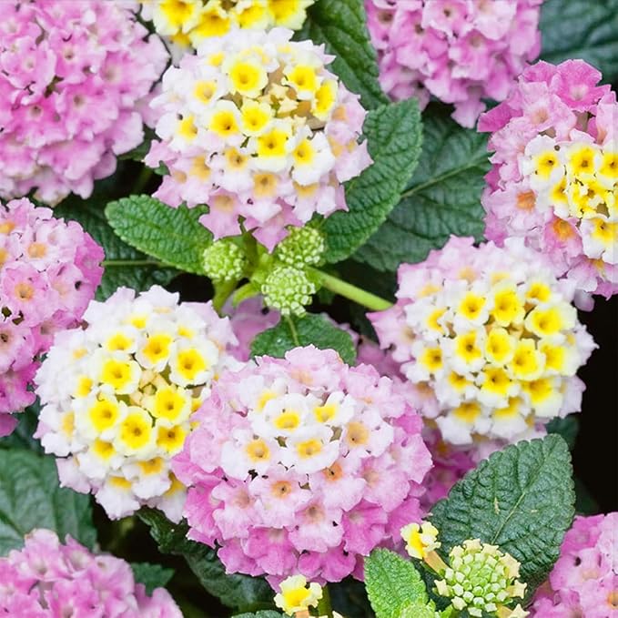 310+ USA PERMIUM Perennial Mix Lantana Camara Flowers Seeds for Planting Outdoors-Non GMO Heirloom Fragrant Garden Flowers Open Pollinated