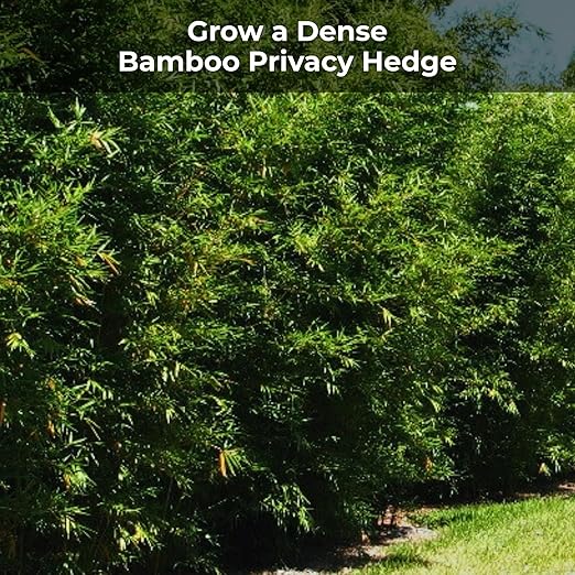 Bamboo Special 12 Month Control Release 13-5-11 High Nitrogen Fertilizer - 2 Pound Package