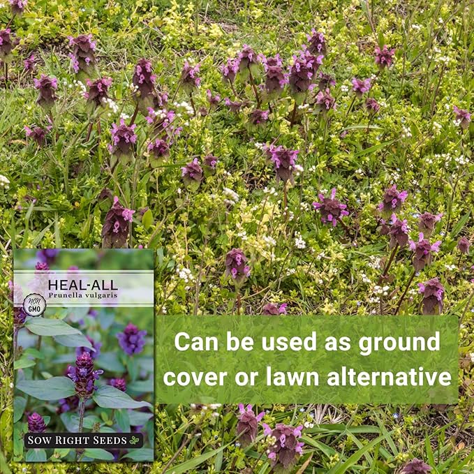 Sow Right Seeds - Heal-All Seeds for Planting - Self Heal Prunella Vulgaris - Non-GMO Heirloom Medicinal Herb - Grow Your Own Wildflower Garden - Attracts Pollinators - Easy to Grow in Gardens (3)