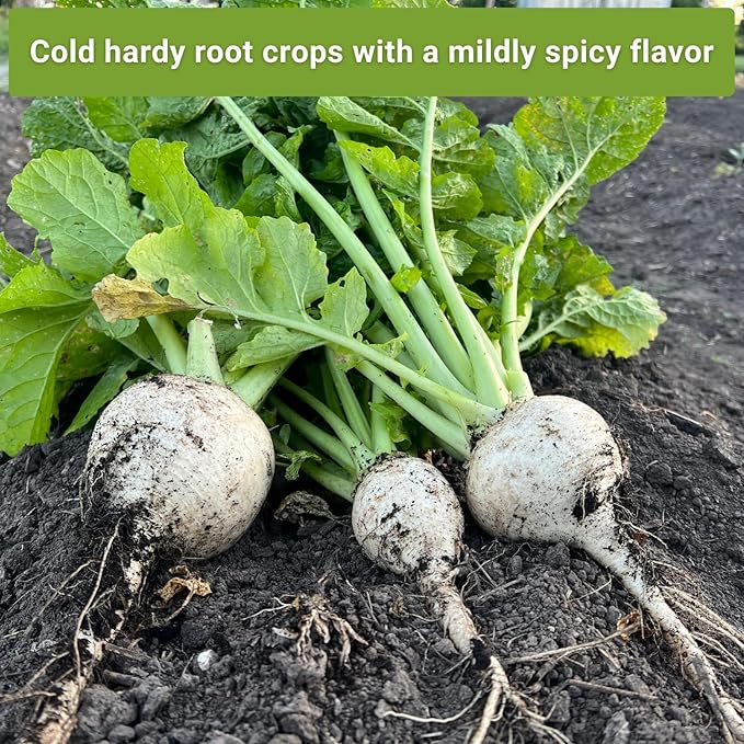 Sow Right Seeds - Collection of Turnip Seeds for Planting - Non-GMO Heirloom Packet with Instructions to Plant & Grow an Outdoor Home Vegetable Garden - 2 Varieties Include Purple Top & Snowball