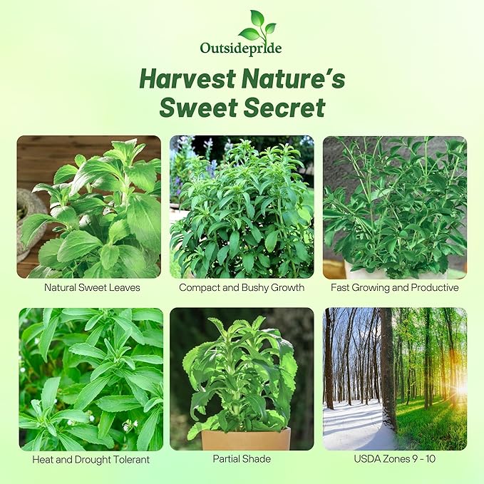 Outsidepride Stevia Sweetie Star Seeds - 25 Pcs. Perennial, Versatile & Low Maintenance, Herb Seeds for Planting Tender & Sweet Leaves, Great for Culinary Creations, Tea Blends, and Homemade Recipes