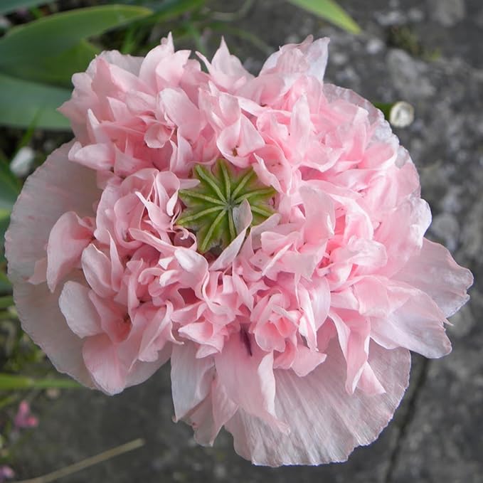 Seed Needs Pale Rose Peony Poppy Seeds for Planting - Heirloom & Open Pollinated Annual Flowers - Pink Ruffled Blooms to Attract Butterflies to The Garden (1 Pack)