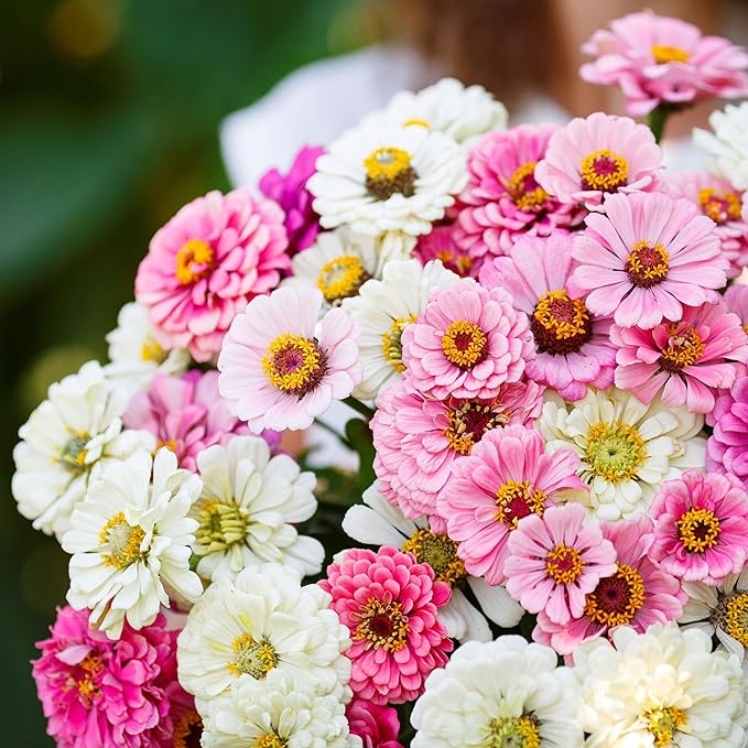 Eden Brothers Zinnia Seeds - Isn't This Romantic Mix, Non-GMO Seeds for Planting, 1 lb | Low-Maintenance Flower Seeds, Plant During Spring, Zones 3, 4, 5, 6, 7, 8, 9, 10