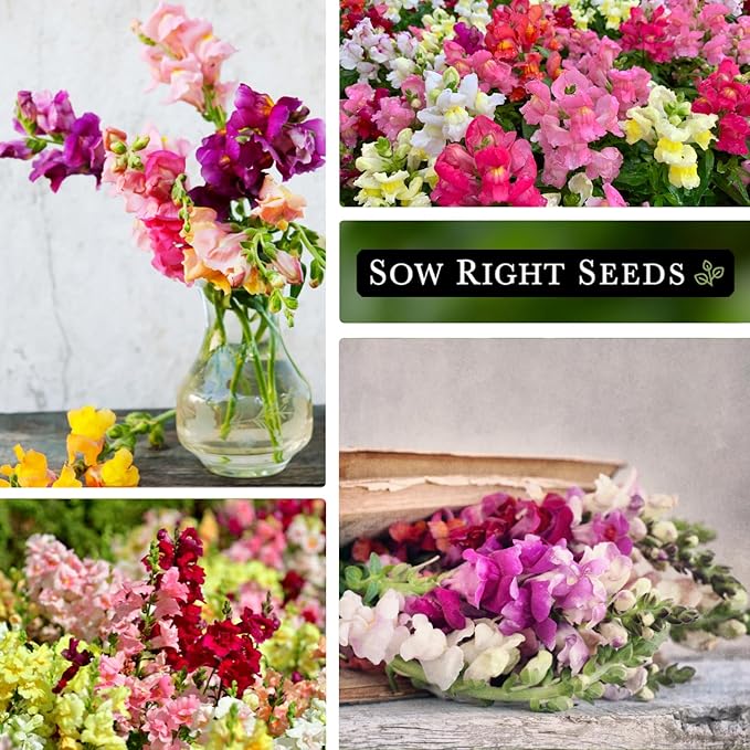 Sow Right Seeds - Tetra Mix Snapdragon Flower Seeds for Planting - Non-GMO Heirloom Packet with Instructions to Grow - Fragrant Annual Flower Spikes in a Mix of Colors - Half Tall for Front Beds (2)