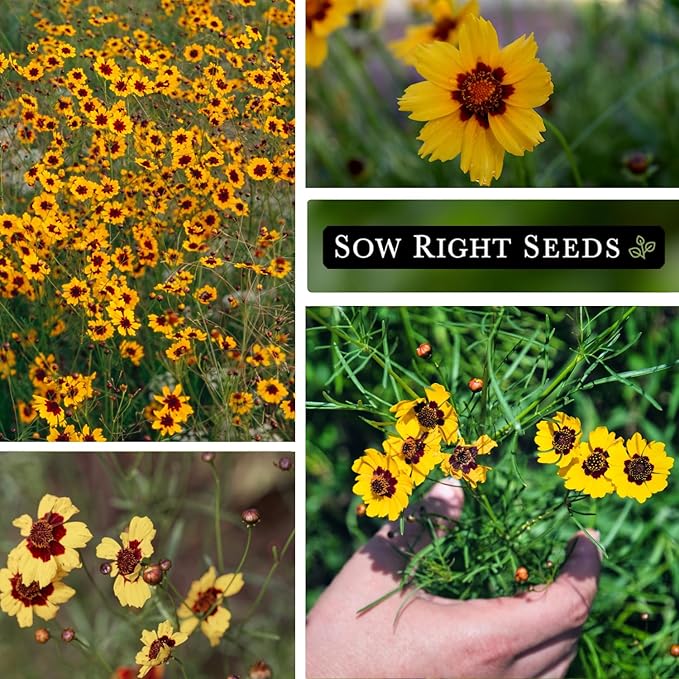 Sow Right Seeds - Plains Coreopsis Seeds - Non-GMO Heirloom Annual Variety - Pollinator Friendly, Drought Tolerant Flowers - Easy to Grow Tickseed - Ideal for Gardens, Borders, Wildflower Areas (1)