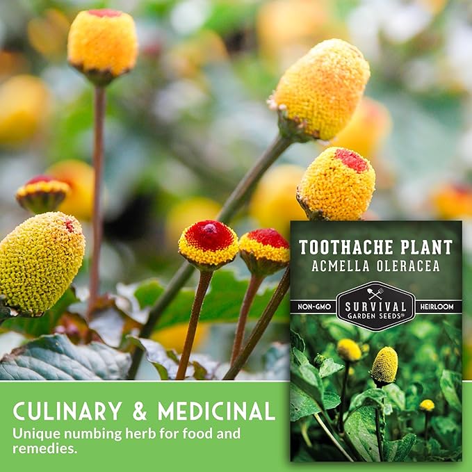 Toothache Plant Seeds for Planting - Acmella Oleracea Spilanthes Buzz Button Electric Daisy Medicinal Herb & Edible Flower - Heirloom Non-GMO Open Pollinated - Survival Garden Seeds (1 Pack)
