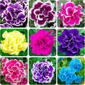 330+Perennial Petunia Double Flower Seed for Planting Outdoor