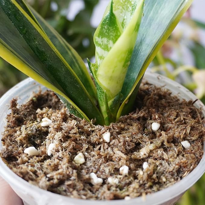 2QT Snake Plant Soil, Organic Sphagnum Moss Fiber Debris Based Potting Soil Mix for Indoor Plants