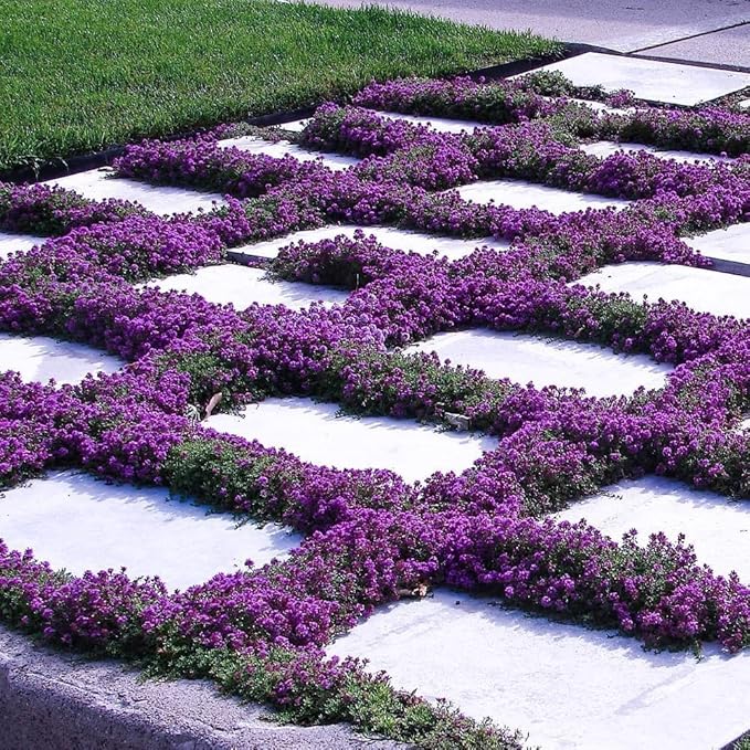 21000+ Creeping Thyme Seeds for Planting Outdoor -Perennial Thymus Serpyllum Magic Carpet Ground Cover Herb Plant in Home Garden Backyard Non-GMO