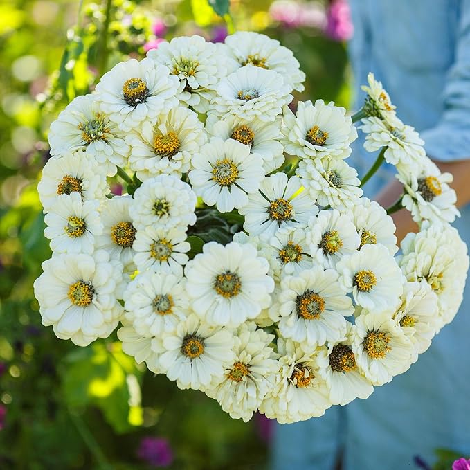Eden Brothers Zinnia Seeds - Polar Bear, Non-GMO Seeds for Planting, 1/4 lb | Low-Maintenance Flower Seeds, Plant During Spring, Zones 3, 4, 5, 6, 7, 8, 9, 10