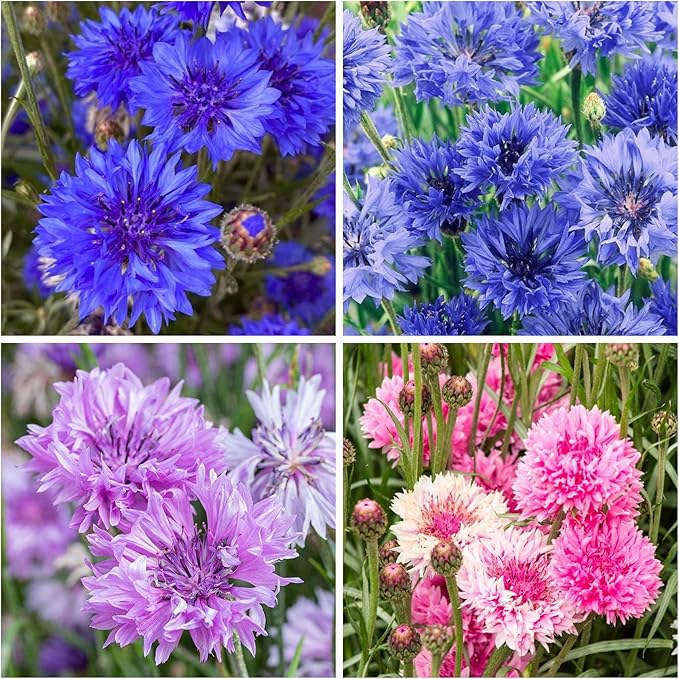 5500+ Mix Color Cornflower Seeds for Planting - Perennial Dwarf Bachelor Button Seeds for Home Garden Perennial Flowers Outdoor Indoor Garden