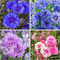 5500+ Mix Color Cornflower Seeds for Planting - Perennial Dwarf Bachelor Button Seeds for Home Garden Perennial Flowers Outdoor Indoor Garden