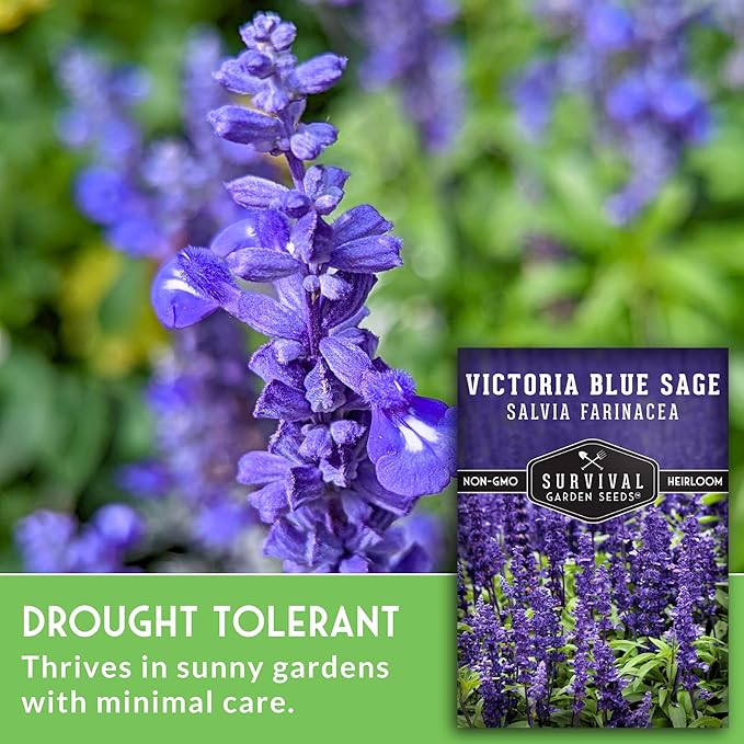 Survival Garden Seeds - Victoria Blue Sage Seed for Planting - 5 Packets with Instructions to Plant and Grow Mealycup Sage or Salvia Farinacea in Your Home Vegetable Garden - Non-GMO Heirloom Variety