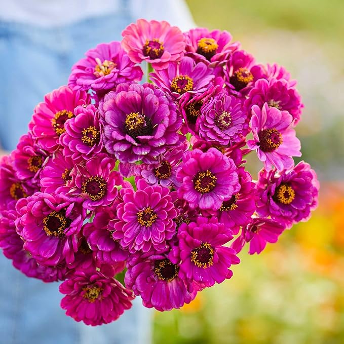 Eden Brothers Zinnia Seeds - Purple Prince, Non-GMO Seeds for Planting, 1/4 lb | Low-Maintenance Flower Seeds, Plant During Spring, Zones 3, 4, 5, 6, 7, 8, 9, 10