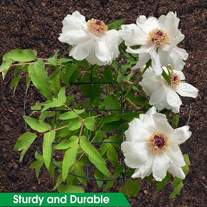 3 Pack 16 x 24 Inch Peony Support Cage Grow Through Plant Supports for Outdoor Plants Peony Ring Hoop Grow Through Grid Stakes